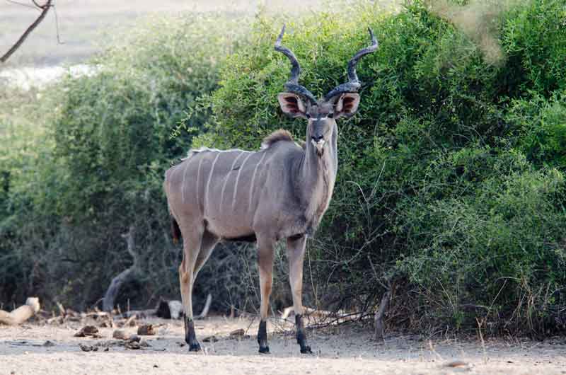 74 - Botswana - antilope Kudu - parque nacional de Chobe